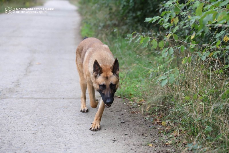 🐾🐕🦺 Службові собаки ДСНС та кінологи Мобільного рятувального центру швидкого реагування «Одеса» вдосконалюють навички пошуку людей 🐾🐕🦺 Службові собаки ДСНС та кінологи Мобільного рятувального центру швидкого реагування «Одеса» вдосконалюють навички пошуку людей